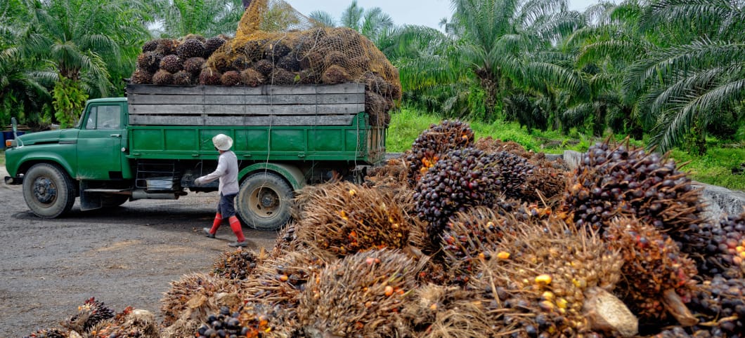 Plantagenarbeiter bereiten sich darauf vor, frisch geerntete Ölpalm-Obstbündel an einer Sammelstelle zu entladen.